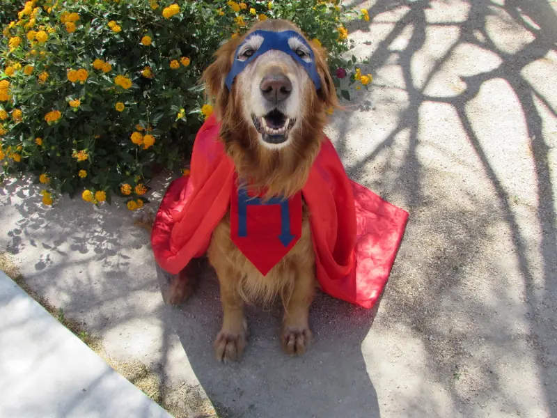 Carley dog with cape